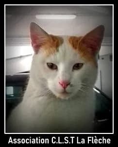 Chats Lorena sans toit