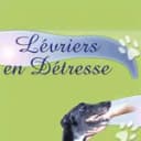 Lévriers en Détresse