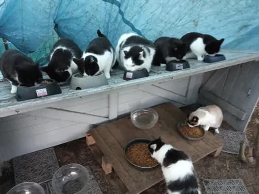 Les chats libres des sables d'olonne