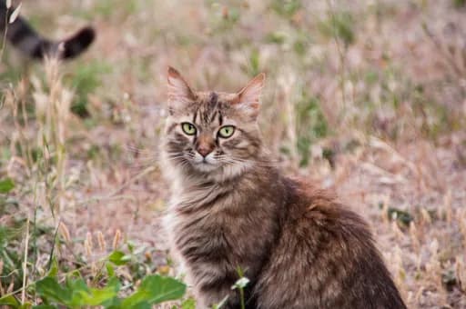 Les CathyChats