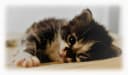 Chacun son chat