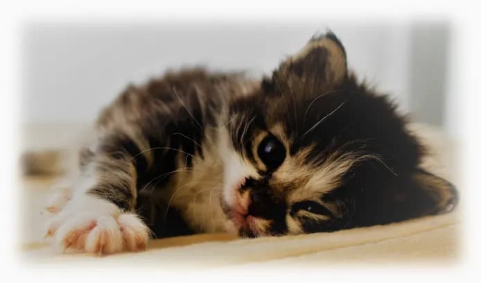 Chacun son chat