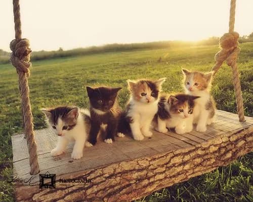 S comme chat