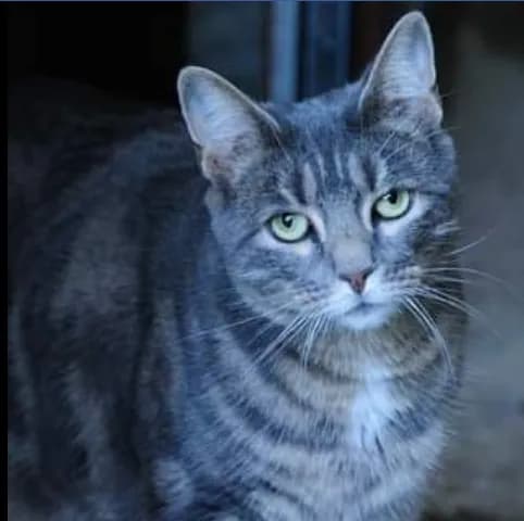 A- Cat'i Minicat