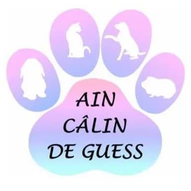 Ain Câlin de Guess