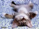 Chats et compagnie