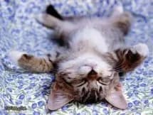 Chats et compagnie