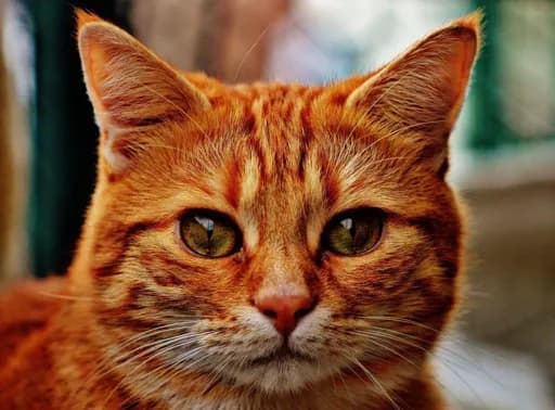 Sées au bonheur des chats