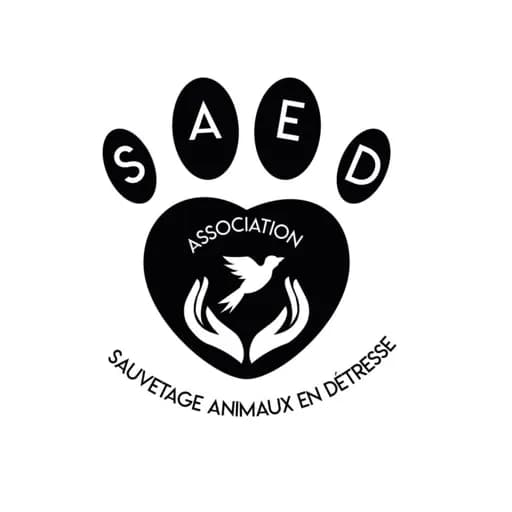 Saed