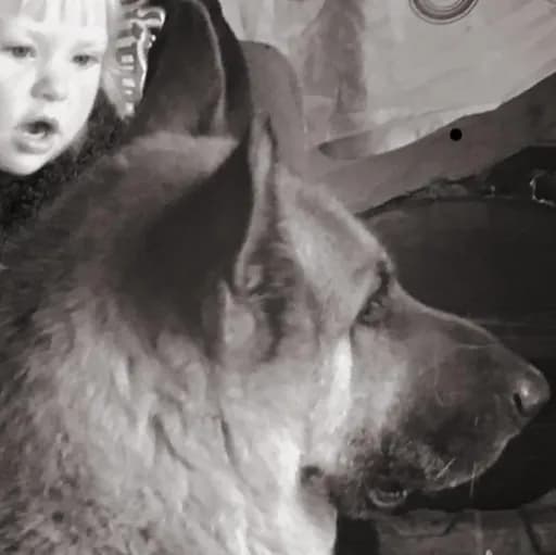 Association des ptits loups (PLDPL)