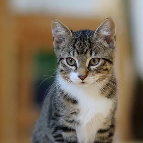 Association grignoise des amis des chats