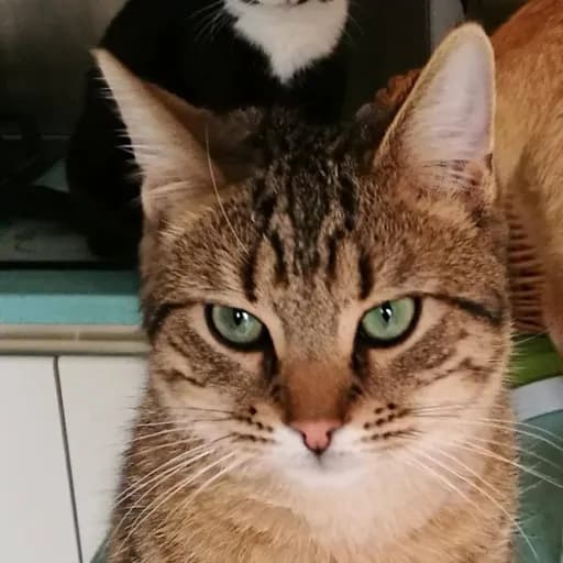 Les Chats de la Clouère