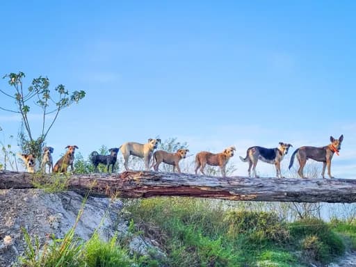 Doggy Oasis International