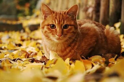 Les chats libres de la forêt