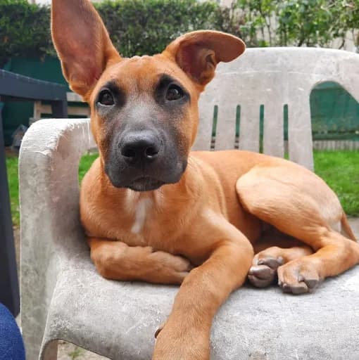 Louna