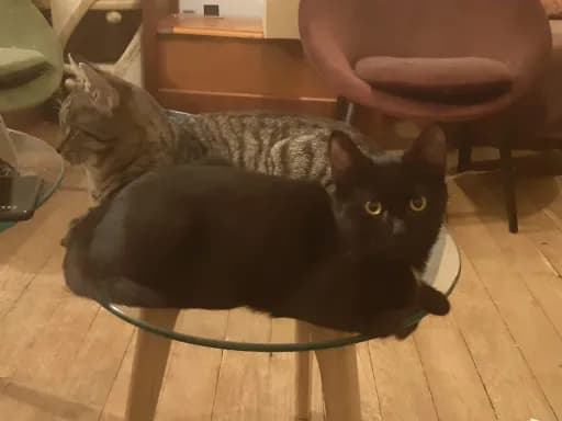 Les chats de Cooper