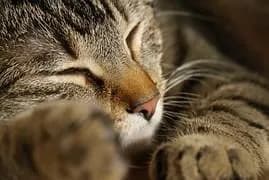 Chats oubliés
