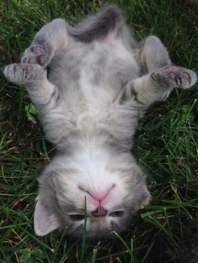 Les Chats Galants