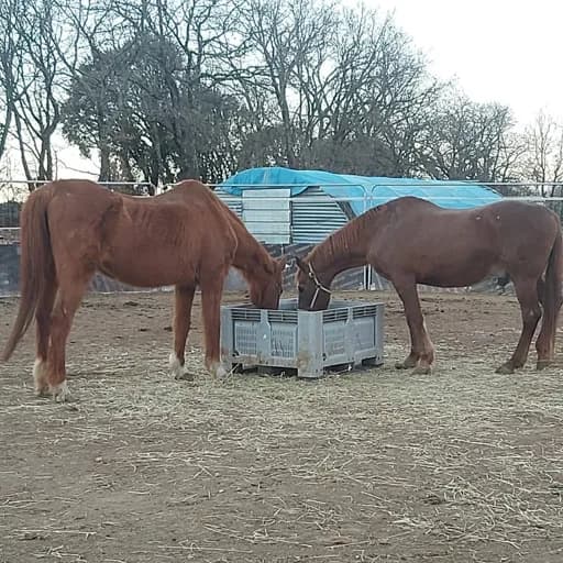 Association equi-libre