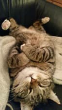Un espoir pour les chatons du Cotentin