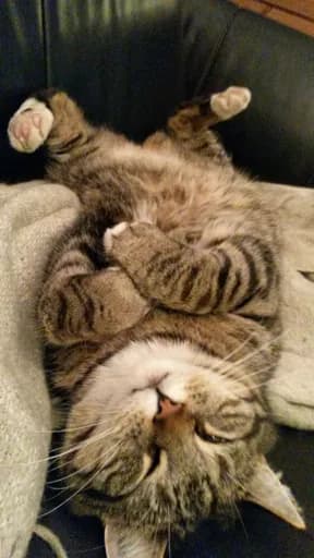 Un espoir pour les chatons du Cotentin
