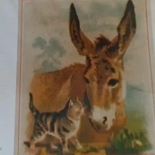 Les amis des chats libres de Beignon