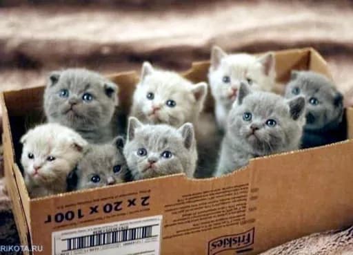 Les petits coeurs innocents