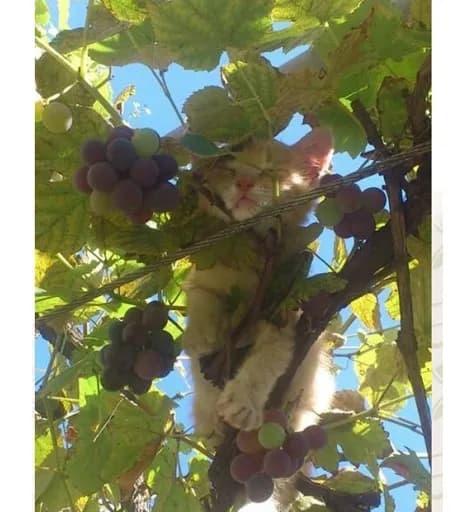 Les chats libres du jardin de Silan
