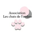 Chats de l'ombre
