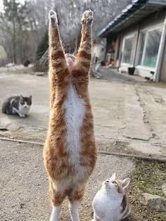 Touche pas à mon chat