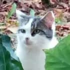 Les chats d'hebec