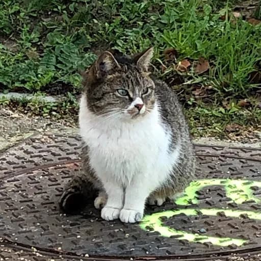 Les chats de Karisann
