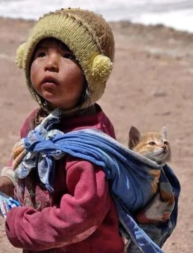 Les chats libres des grèes