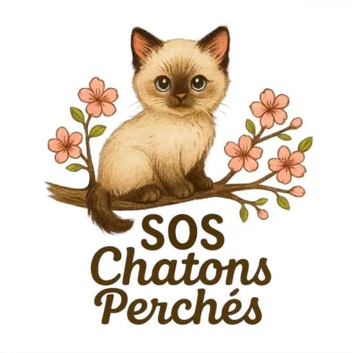 Sos chatons perchés