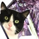 Aide Aux Animaux
