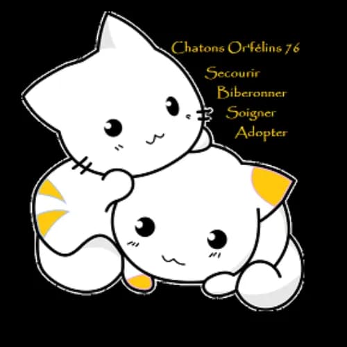 Chatons Or'félins76