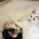 L'école du chat