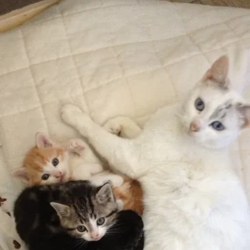 L'école du chat