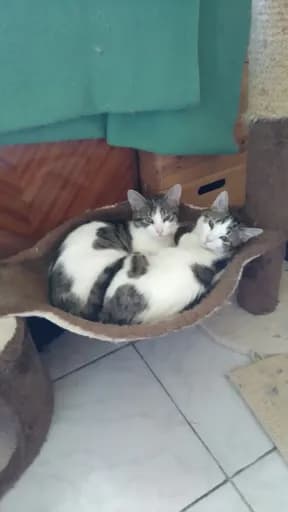 L'Ecole du Chat de Fourges