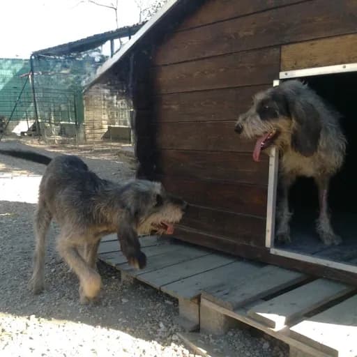 Refuge canin Occitanie