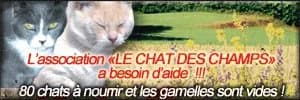 Le chat des champs