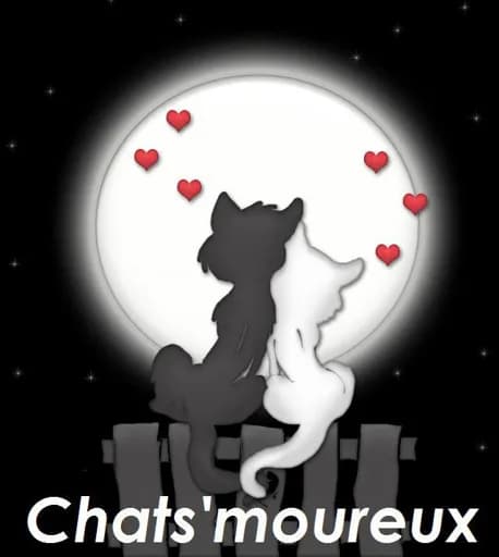 Chats'moureux