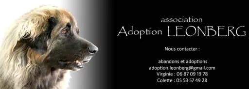 Adoption LEONBERG