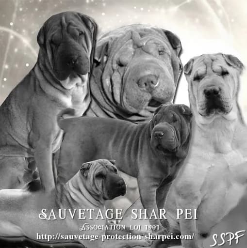 Sauvetage SHAR PEI France