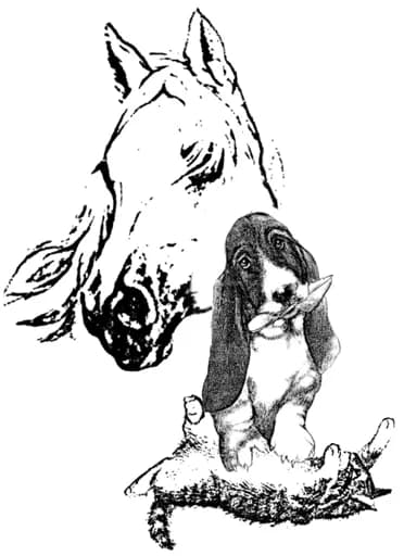 Appa 65