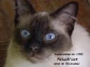 Peluch'cat