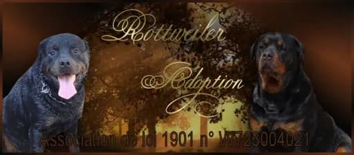 Rottweiller Adoption