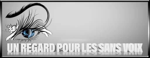 Un regard pour les sans voix