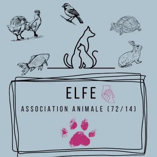 Elfe