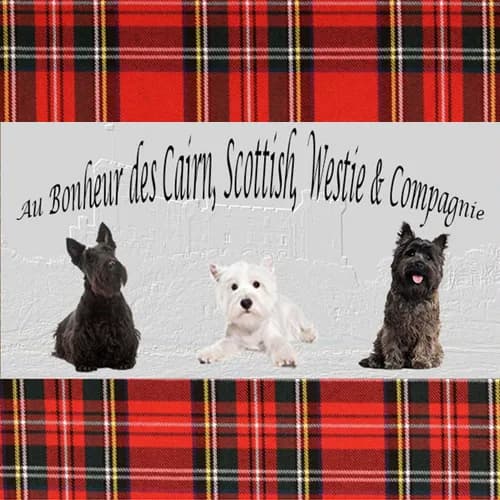 Au bonheur des Cairn, Scottish, Westie et cie